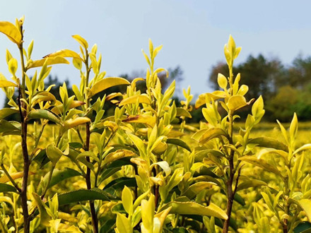 T/TTSPHYXH 009-2022 天臺黃茶朵形綠茶機械加工技術(shù)規(guī)程