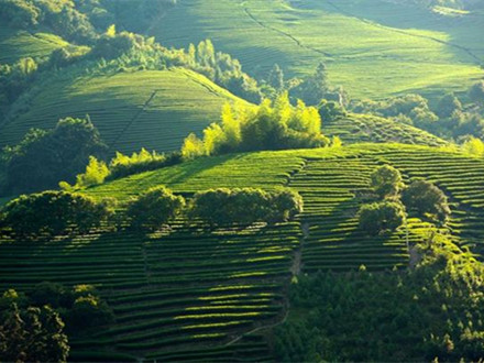 T/CSTEA 00043-2022 地理標志集體商標 尤溪綠茶生產(chǎn)技術規(guī)范